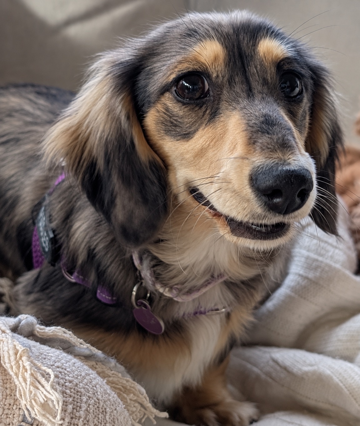 Puddles, a long-haired silver dapple dachshund